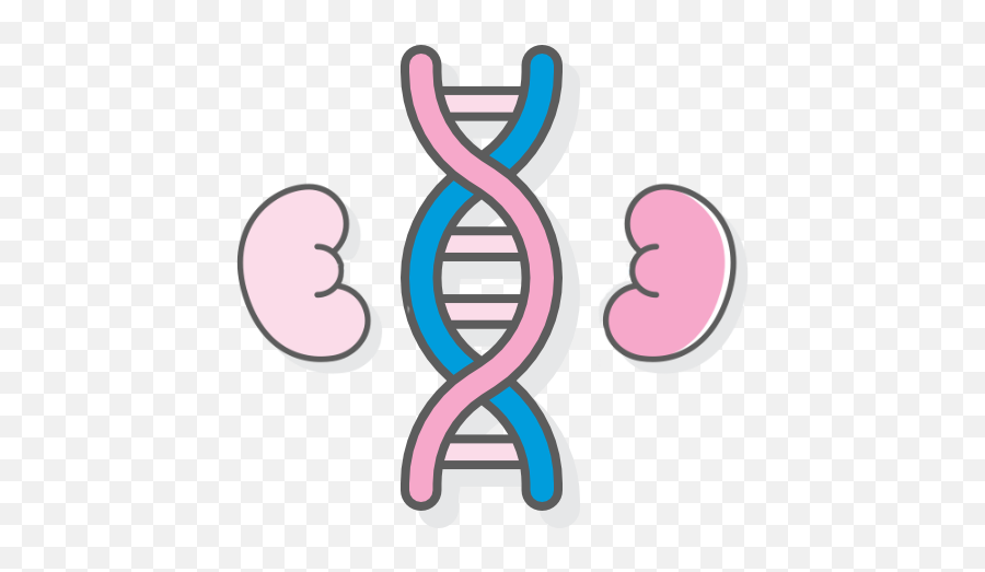 Nephrogen - Language Png,Kidney Png