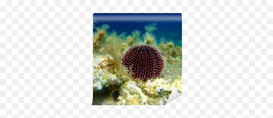 Sea Urchin In The Wall Mural U2022 Pixers - We Live To Change Undersea Basin Png,Sea Urchin Png