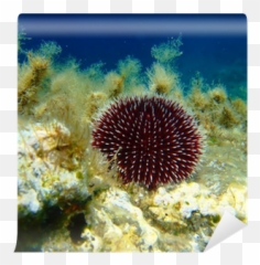 Sea Urchin In The Wall Mural U2022 Pixers - We Live To Change Undersea Basin Png,Sea Urchin Png