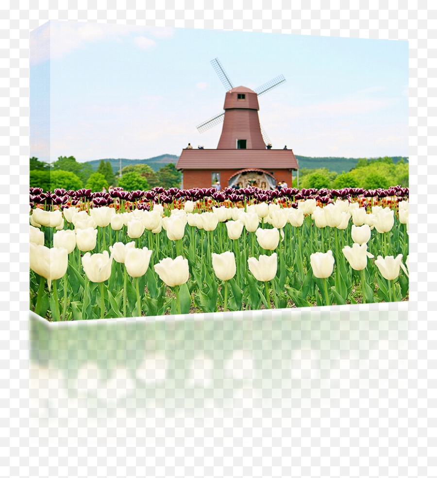 Download Windmill Png Image With No Background - Pngkeycom Grassland,Windmill Png
