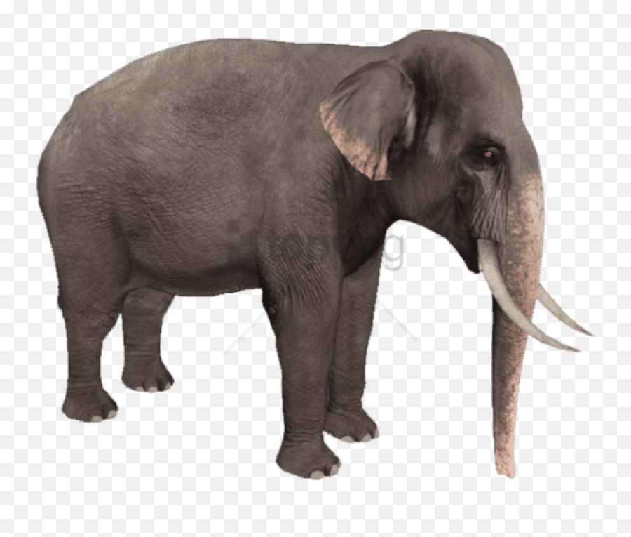 Zoo Animals Png - Transparent Background Elephant Png,Elephant Transparent  Background - free transparent png images 