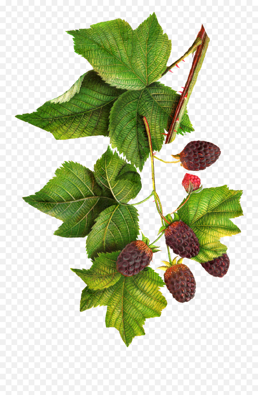 Of Homemade Blackberry Jam - Blackberry Botanical Drawing Png,Blackberries Png