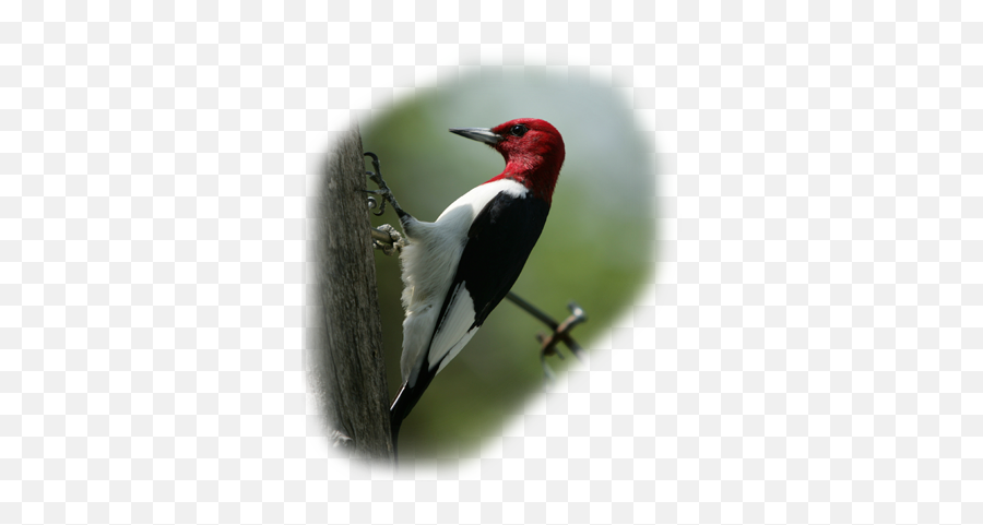 Octoberu0027s Bird Of The Month Red - Headed Woodpecker Red Headed Woodpecker Png,Woodpecker Png
