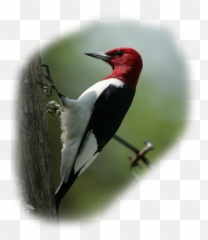 Octoberu0027s Bird Of The Month Red - Headed Woodpecker Red Headed Woodpecker Png,Woodpecker Png
