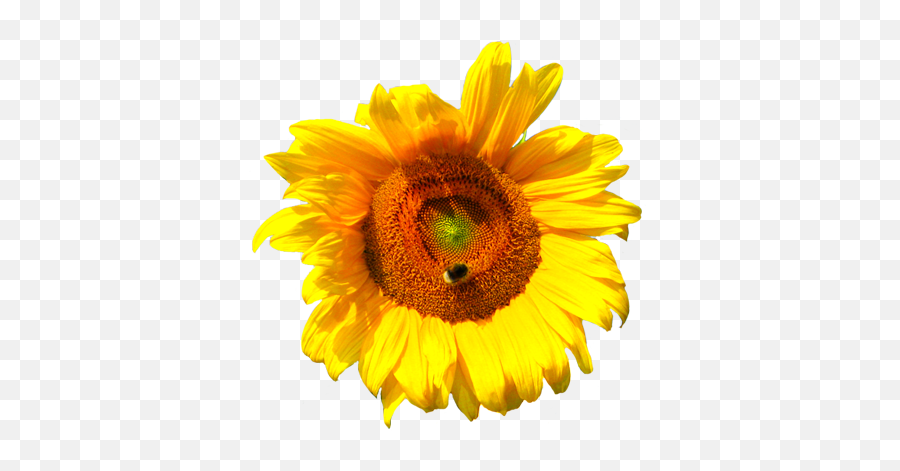 Sunflower Drawing Tumblr Transparent - Yellow Flower No Flower Stock Png,Yellow Flower Transparent Background