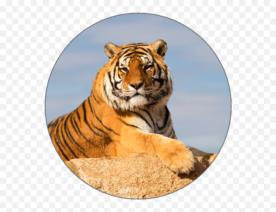 Learn Thai Alphabets - Bengal Tiger Png,Bengal Tiger Icon