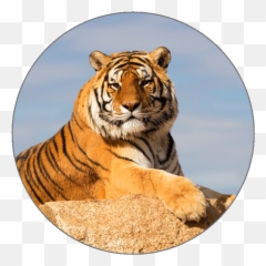 Learn Thai Alphabets - Bengal Tiger Png,Bengal Tiger Icon