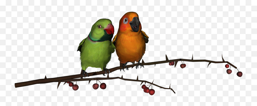 Lovebirds Png Transparent Free Images Only - Love Birds Png Hd,Branch Png