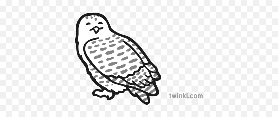 Owl Icon Black And White Illustration - Dot Png,Barn Owl Icon