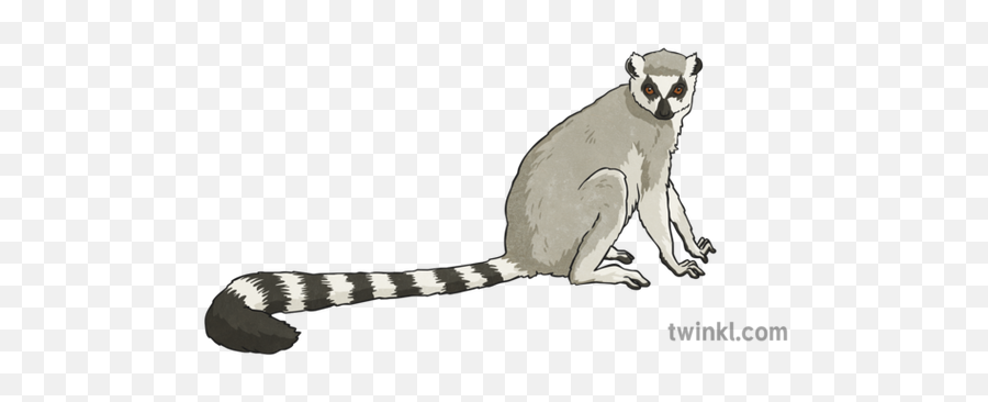 What Is A Ring - Tailed Lemur Answered Twinkl Teaching Wiki Lemur Png,Lemur Icon