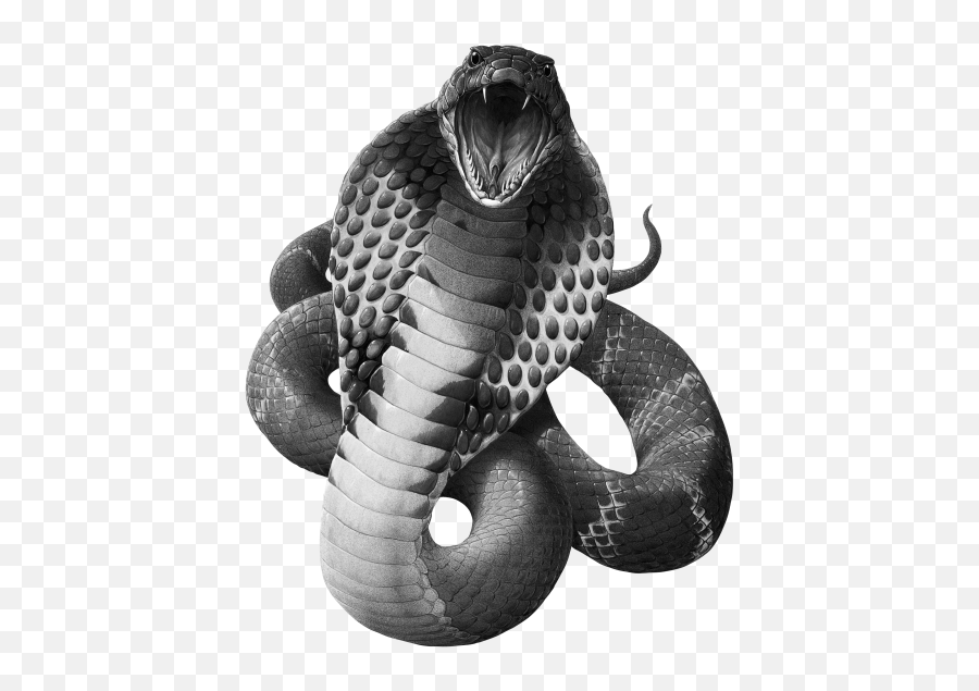 Black Mamba Snake Png 4 Image - King Cobra Png,Black Snake Png