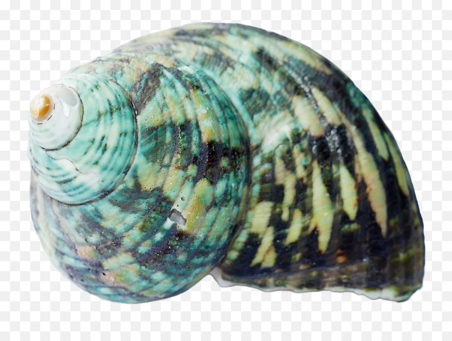 Download Seashell Shells Sea White - Png Sea Shell,Sea Shell Png