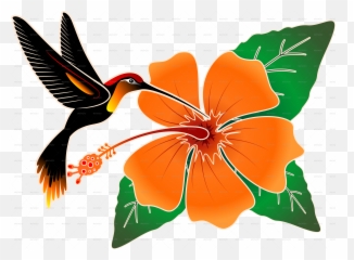 Hummingbird Png - Orange Hibiscus And Hummingbirdpng Portable Network Graphics,Humming Bird Png