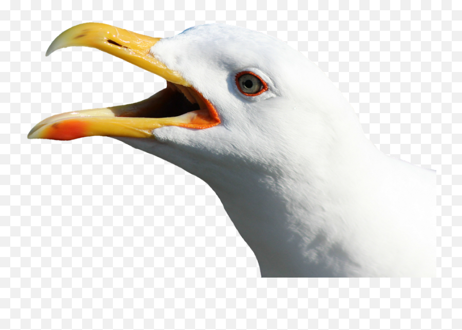 Gull Bird Face Open Mouth No Back Png Transparent Image - Seagull Head No Background,Mouth Png