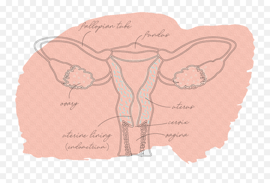 Your Vaginal Hygiene Isnu0027t As Mysterious You Might Think - Illustration Png,Vagina Png