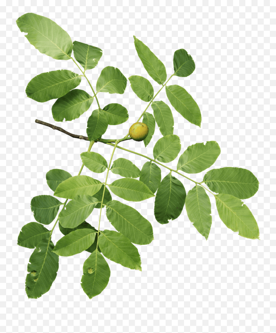 Five New - Walnut Branch Png,Twigs Png