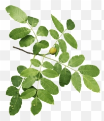Five New - Walnut Branch Png