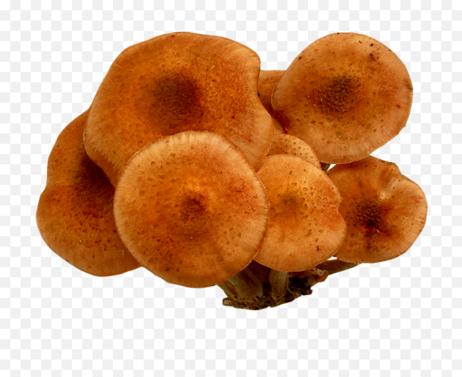 Mushroom Png Images - Pngpix Mushroom,Mushroom Png