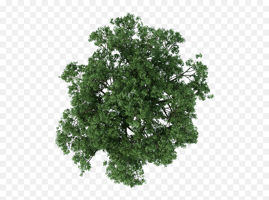Trees Photoshop - 3d Tree Top View Png,Trees In Plan Png