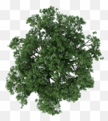Trees Photoshop - 3d Top View Png