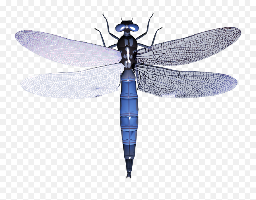 Download Free Png Dragonfly Images - Dragonfly Transparent Background,Dragonfly Png