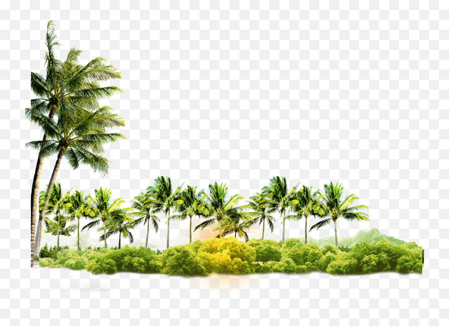 Download Arecaceae Coconut Tree Icon - Coconut Tree With Coconut Png Hd,Coconut Png