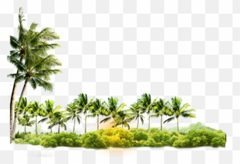 Download Arecaceae Coconut Tree Icon - Coconut Tree With Coconut Png Hd,Coconut Png