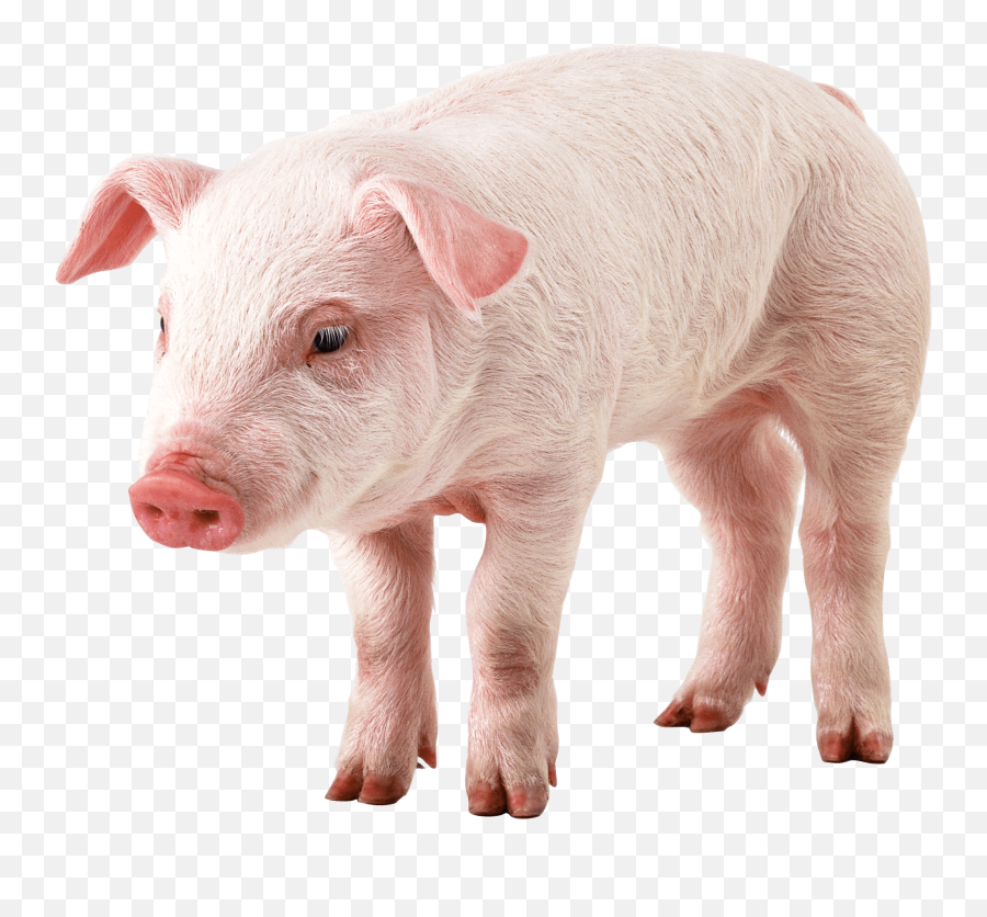 Download Pig Png Image Hq In - Pig Png,Pig Png