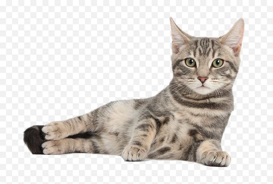 Download Cute Cat Free Png Image - Cat Png,Cute Cat Png