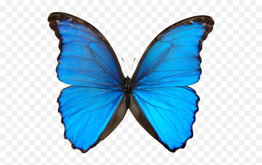 Free Blue Butterfly Transparent - Morpho Butterfly Png,Blue Butterfly Transparent Background