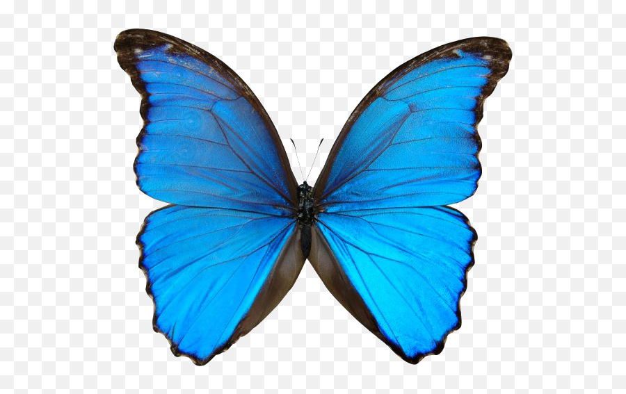 blue butterfly transparent background