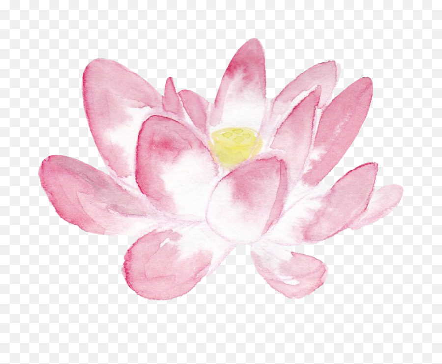 Pink Lotus Png In Watercolor - Sacred Lotus,Lotus Png