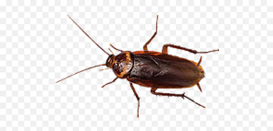 Roach Png Free Download 3