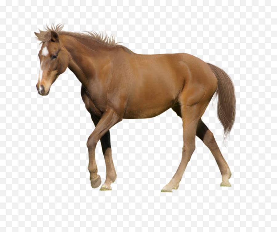 Brown Horse Png Image Download - Horse Hd White Background,Horse Clipart Png
