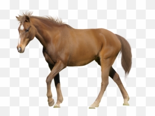 Brown Horse Png Image Download - Horse Hd White Background,Horse Clipart Png