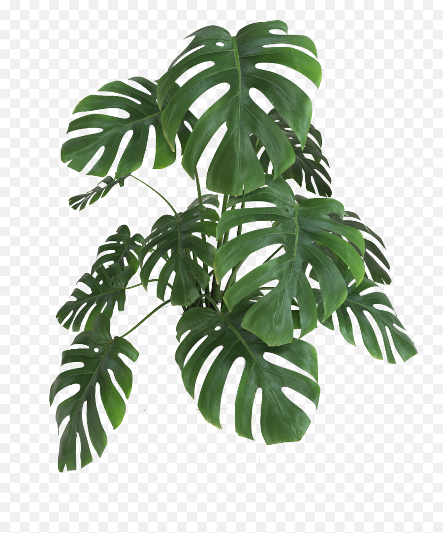 Plantas Png - Transparent Monstera Plant Png,Plants Transparent Background