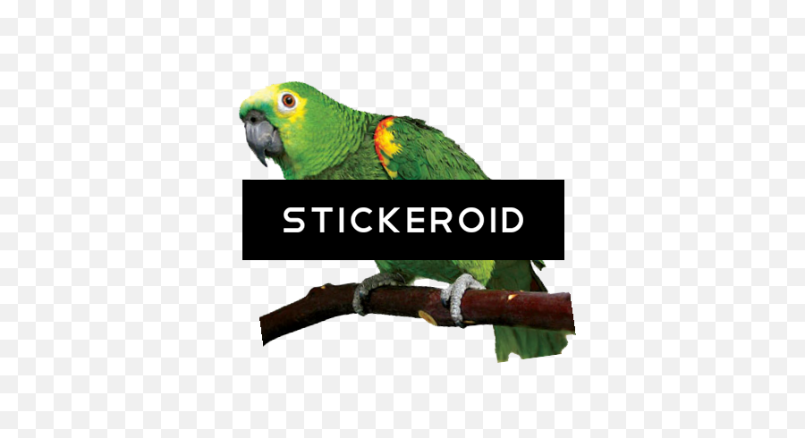 Download Parrot - Parrot Png,Parakeet Png