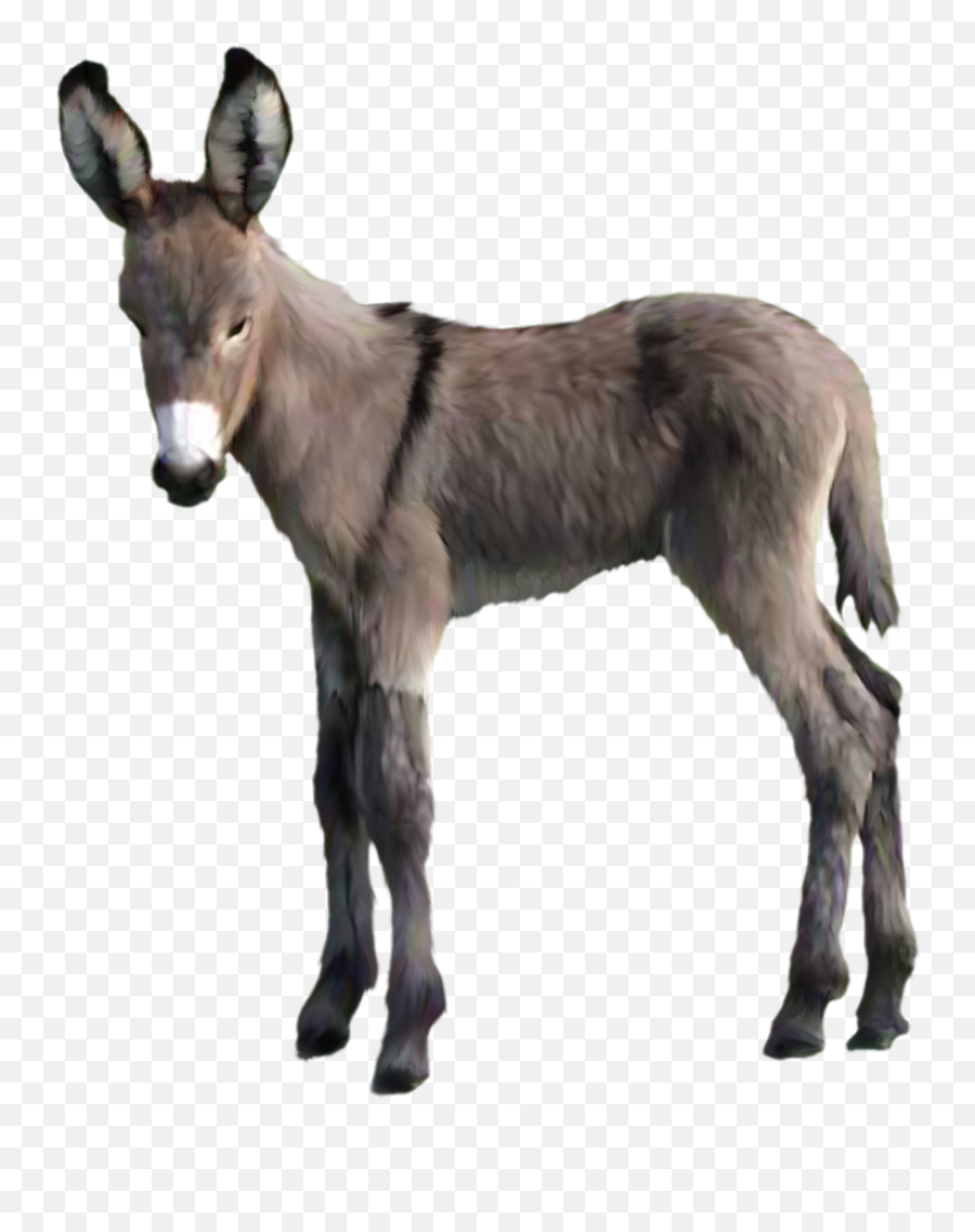 Donkey Free Png Image Arts