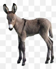 Donkey Free Png Image Arts