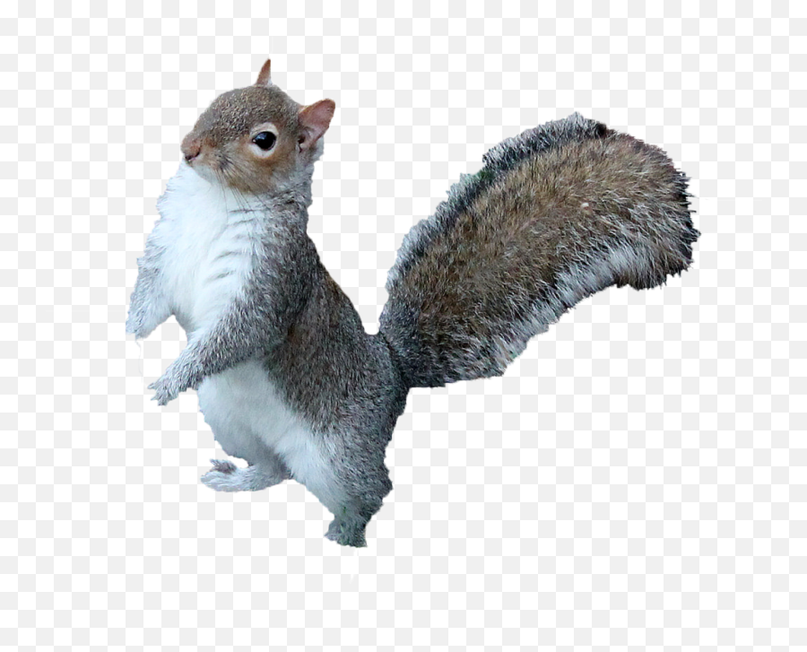 Squirrel Png Transparent Images Free Download - Squirrel Png,Squirrel Transparent Background