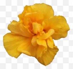 Valencia - A Single Yellow Rose 1000x1000 Png Clipart Yellow Carnation Flowers Png,Yellow Rose Transparent