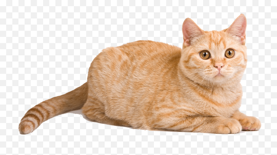 Png Orange - Cat Laying Down Png,Orange Cat Png