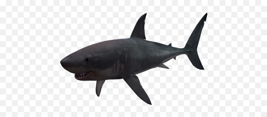 Shark Png Hd Vcetor Transparent Background Image For Free