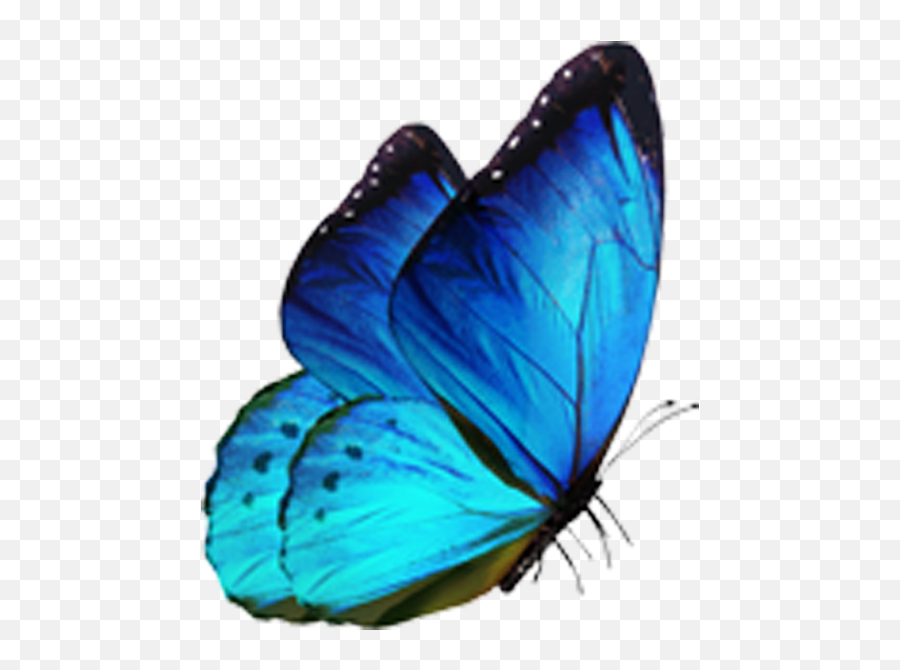 Butterfly Morpho Menelaus Blue - Butterfly Png Download Blue Butterfly Png,Real Butterfly Png