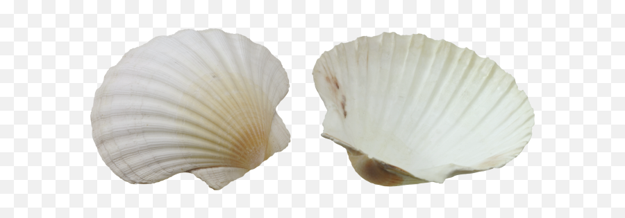 Seashell Png Photos 2 - Png 7106 Free Png Images Starpng Seashell Png,Seashell Transparent