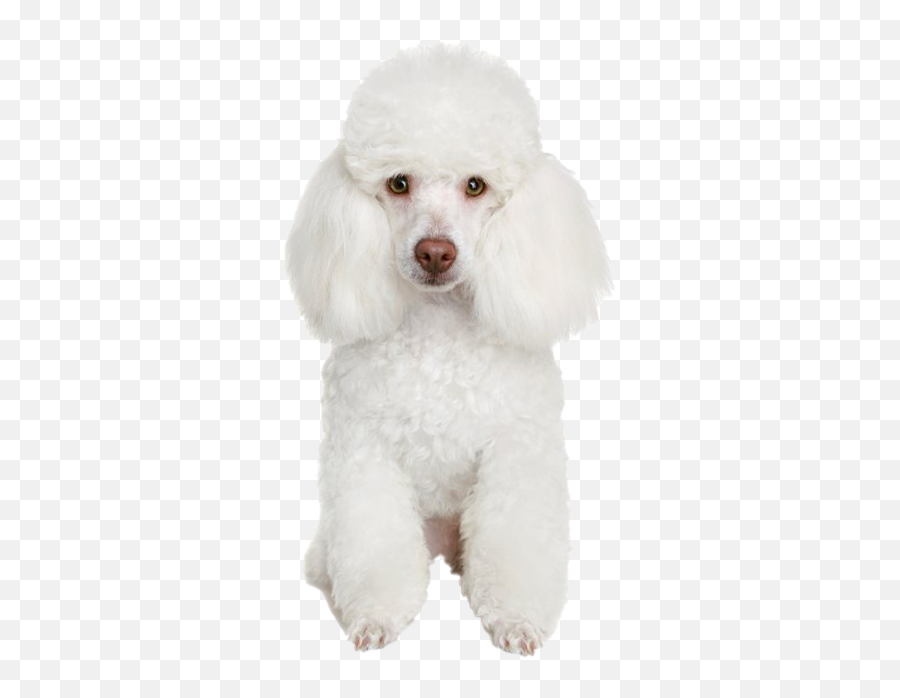 White Poodle Png Free Image - French Poodle,Poodle Png