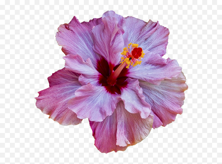 Download Hibiscus Just Reminds Mw Of Hawaii - Translucent Hibiscus Transparent Tropical Flowers Png,Hibiscus Flower Png