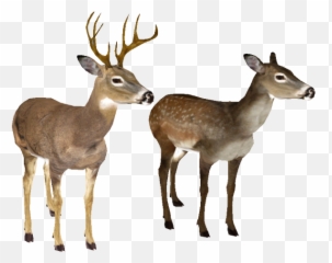 Deer Clipart Transparent Background - White Tailed No png