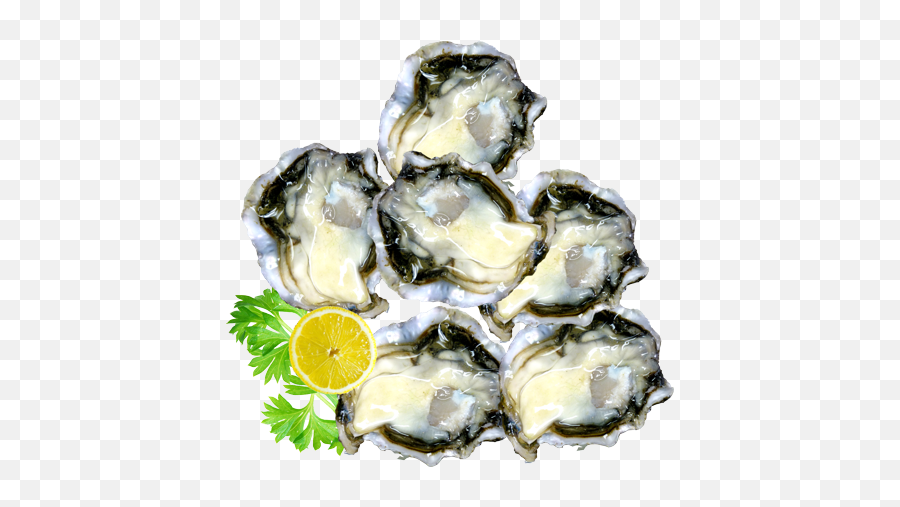 Oysters Open - Tiostrea Chilensis Png,Oysters Png