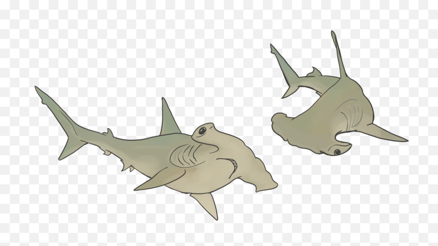 Hammerhead Sharks Dinosaurolophus - Illustrations Art Street Hammerhead Shark Cute Cartoon Transparent Background Png,Hammerhead Shark Png